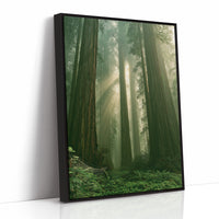 Sunbeams Through Redwood Forest