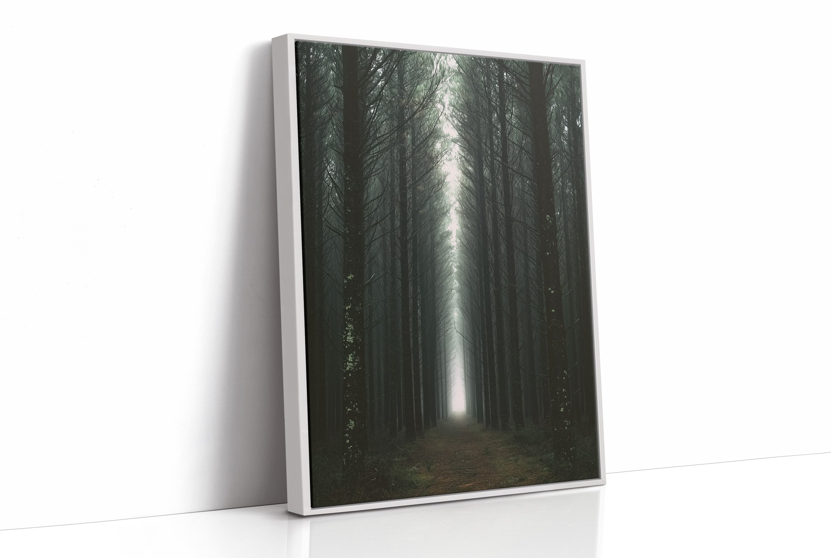 Endless Pine Corridor Of Light