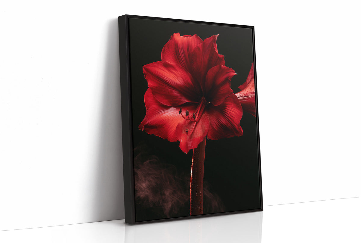 Amaryllis in Full Crimson Bloom