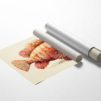 Coral Scorpionfish Study