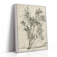Olive Branch, Shadow on Plaster