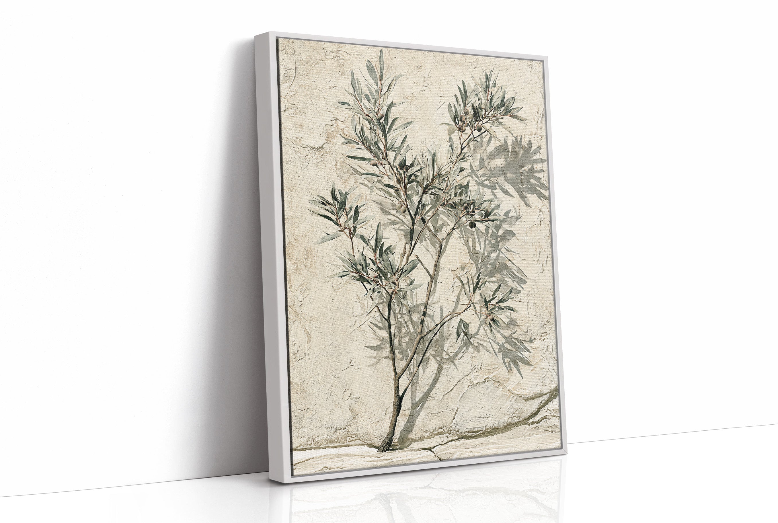 Olive Branch, Shadow on Plaster