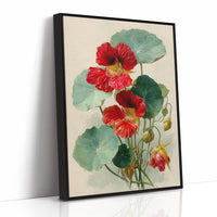 The Nasturtium Never Apologises