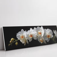 White Orchids In Midnight Bloom