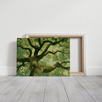 Beneath the Emerald Canopy
