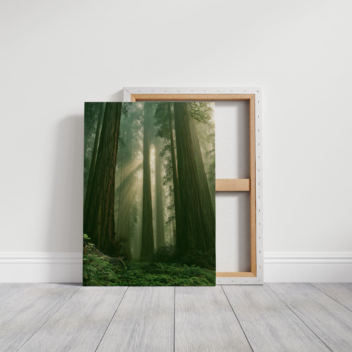 Sunbeams Through Redwood Forest