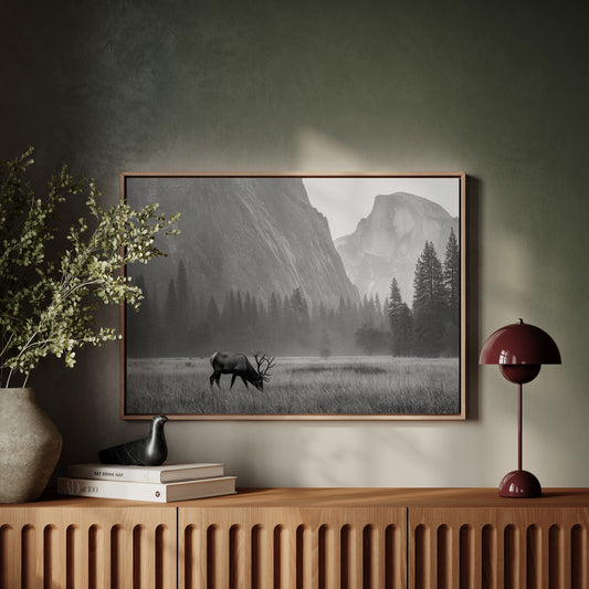 Lone Elk Graces Valley Floor