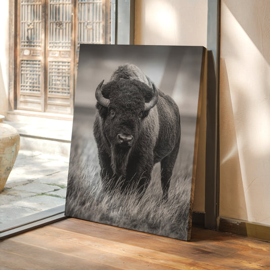 black and white bison buffalo in the wild 