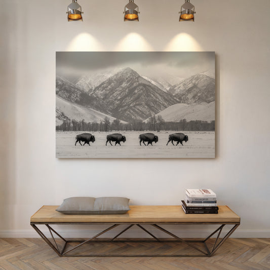 Where the Buffalo Roam