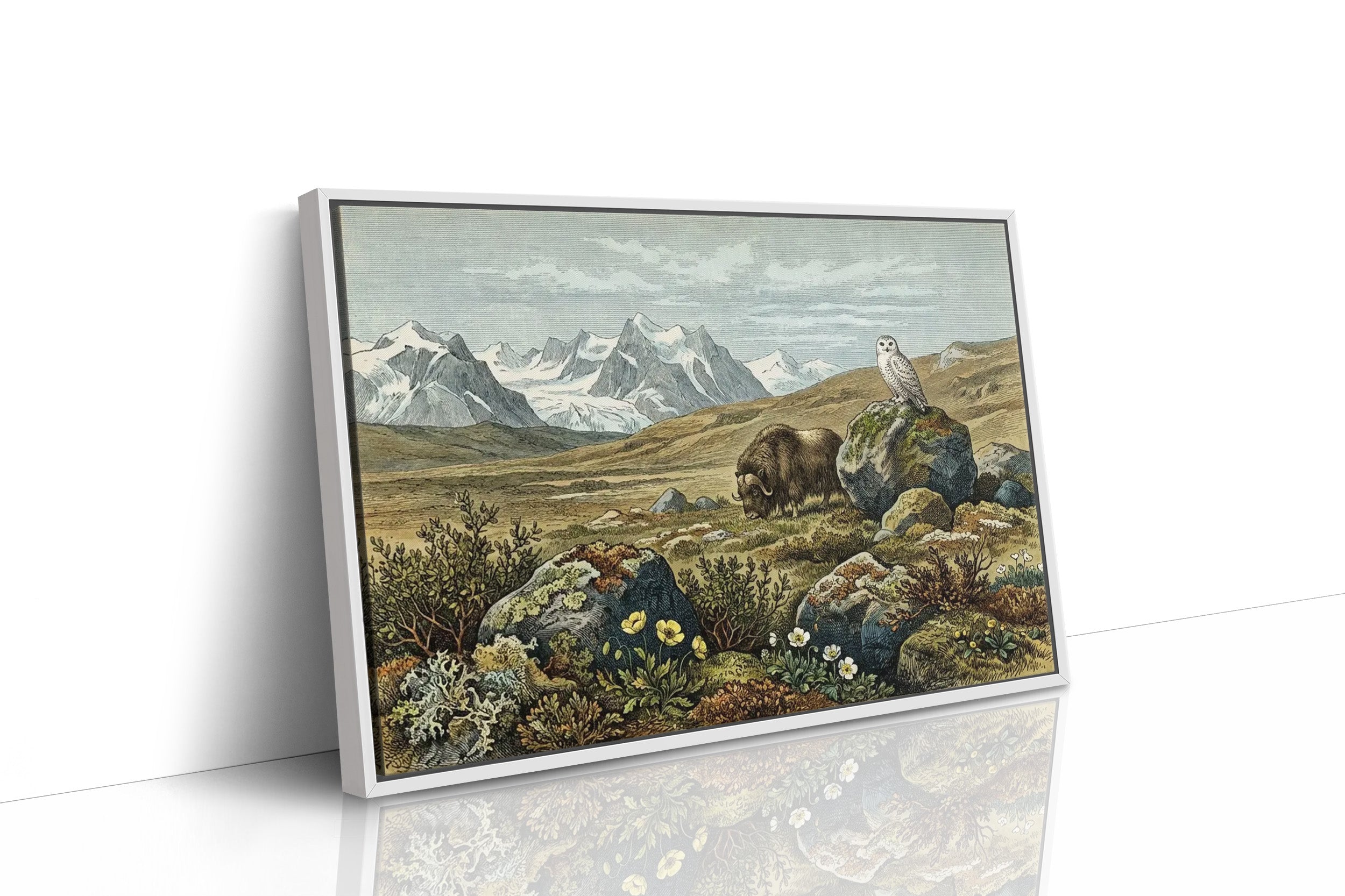 Tundra Watch, Owl and Musk Ox