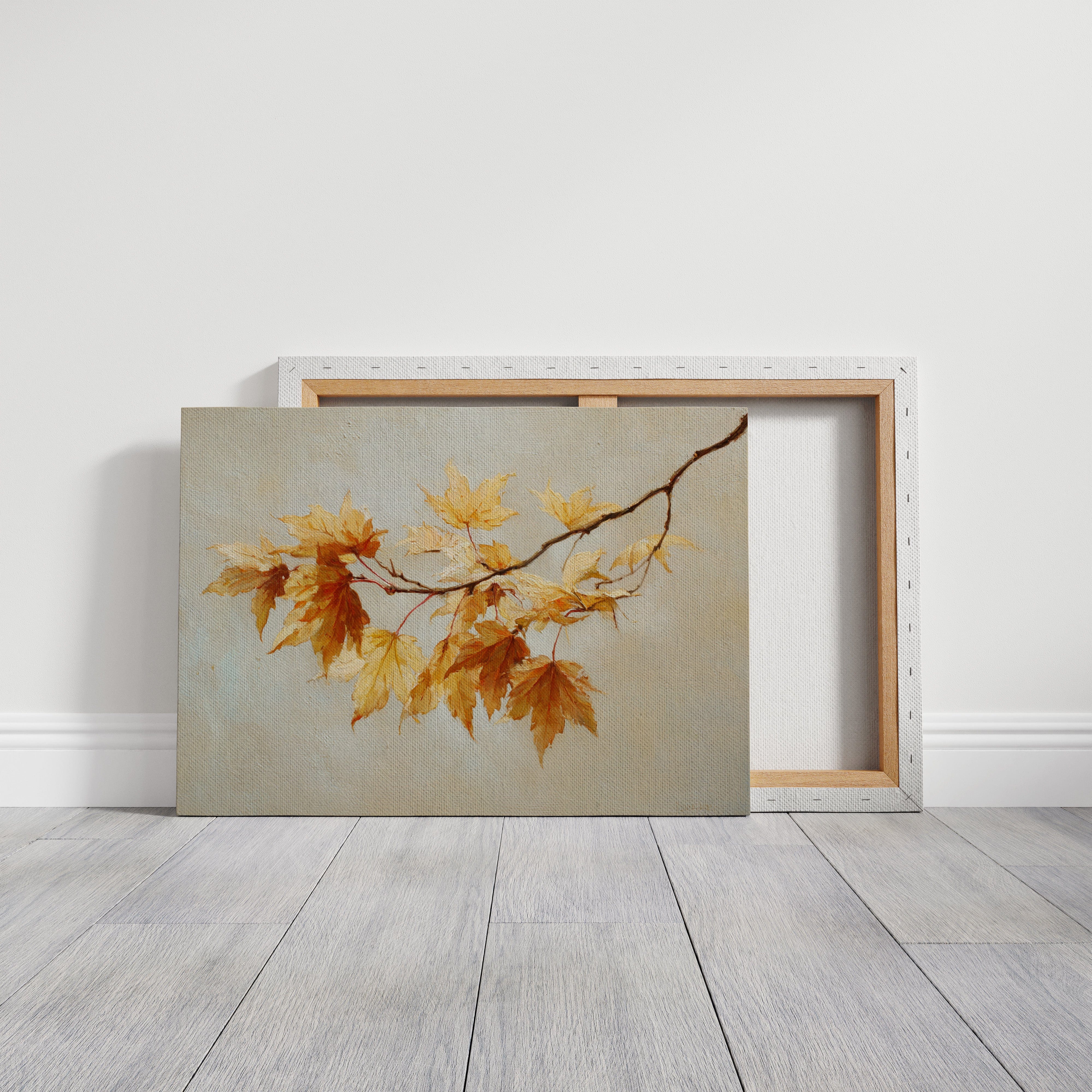 Maple Light Catches October's Glow