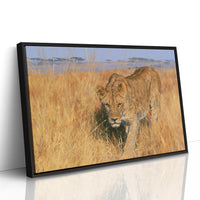 Lioness, Golden Grass Approach