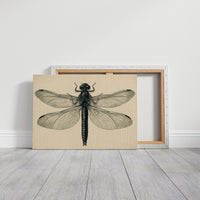 Dragonfly Anatomy Study