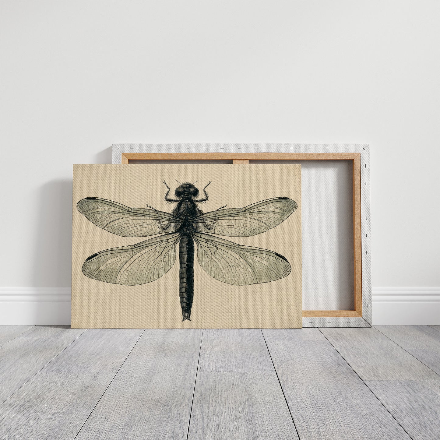 Dragonfly Anatomy Study