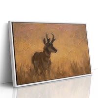 Pronghorn in Golden Grass