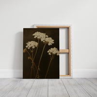 Queen Annes Lace in Late Autumn Light