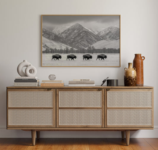 Where the Buffalo Roam