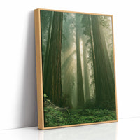 Sunbeams Through Redwood Forest