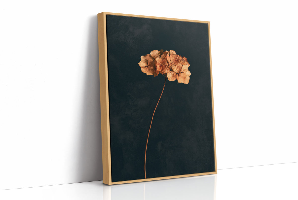 Dried Hydrangea Dark Still Life