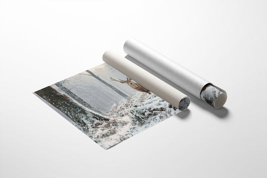 Winter Forest Holds Noble Secret