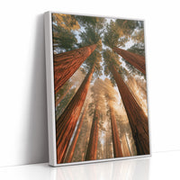 Cathedral of Redwoods