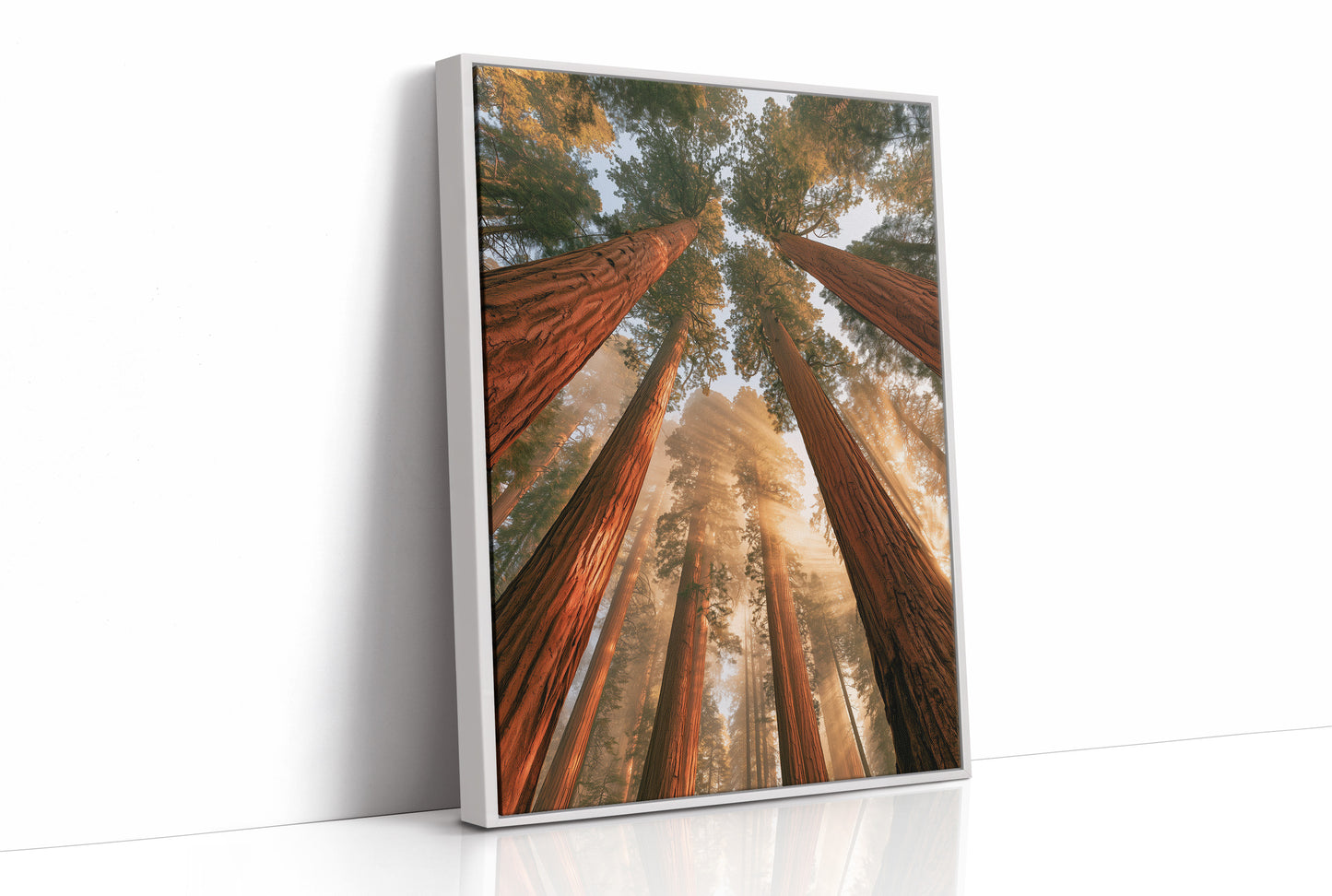 Cathedral of Redwoods