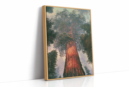 Cathedral of the Ancient Pine