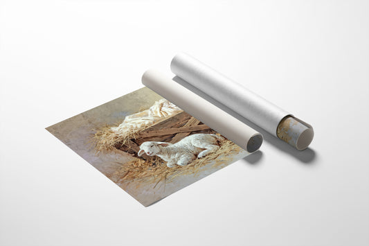 Gentle Lamb Guards Winter's Peace