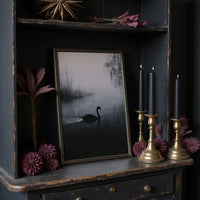 Black Swan on Silent Water