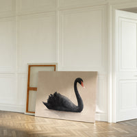 Black Swan Glides Through Blush Dawn