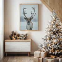 December's Gentle Northern Prince