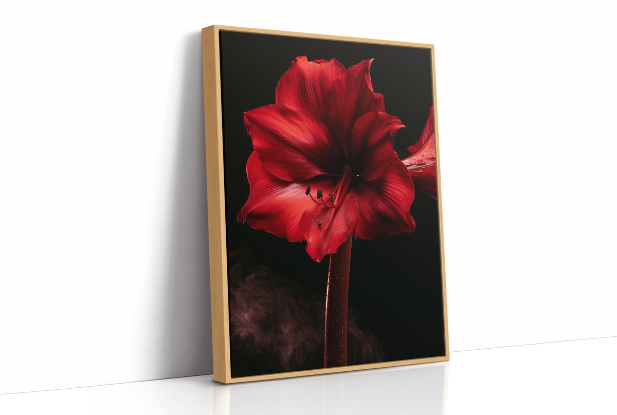Amaryllis in Full Crimson Bloom