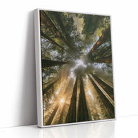 Redwoods and Sunburst