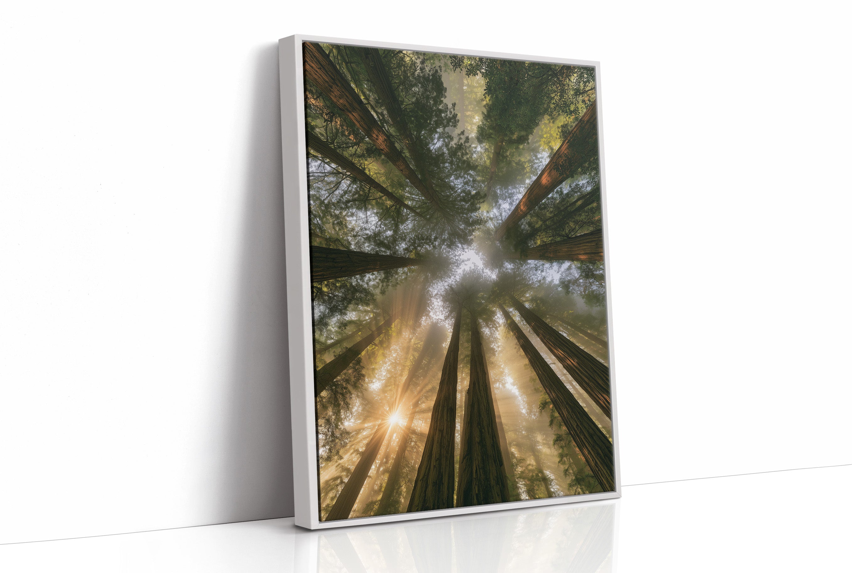 Redwoods and Sunburst
