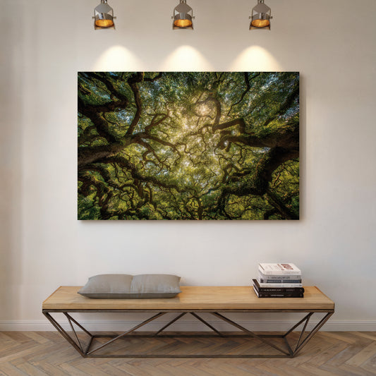 Ancient Oaks Weave Summer Light