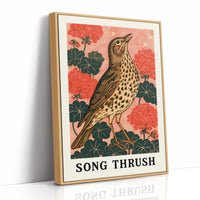 Song Thrush Among Geraniums