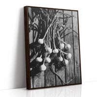 Garlic Hanging In Shadow