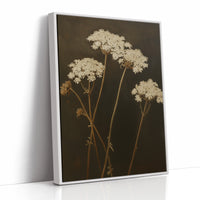 Queen Annes Lace in Late Autumn Light