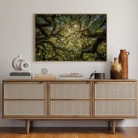 Ancient Oaks Weave Summer Light