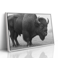 American Bison