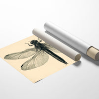 Dragonfly Anatomy Study