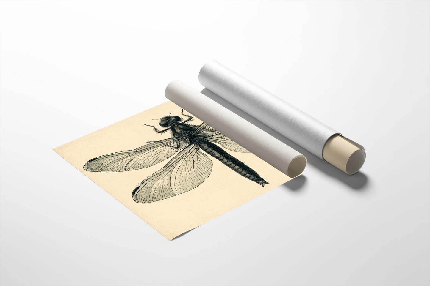 Dragonfly Anatomy Study