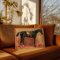 Bay Black in Repose