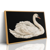 Swan, Study in White