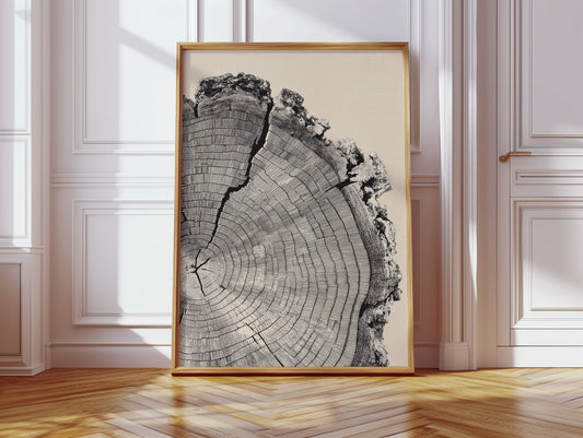 Cross-Section of Time