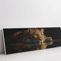 Resting Leopard Reflection