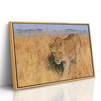Lioness, Golden Grass Approach