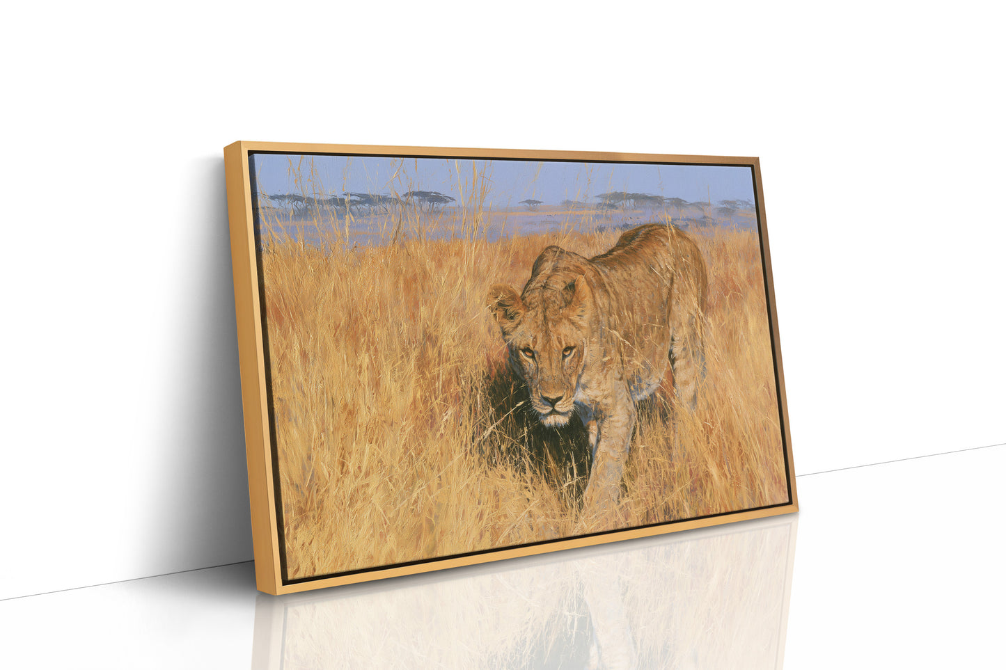 Lioness, Golden Grass Approach