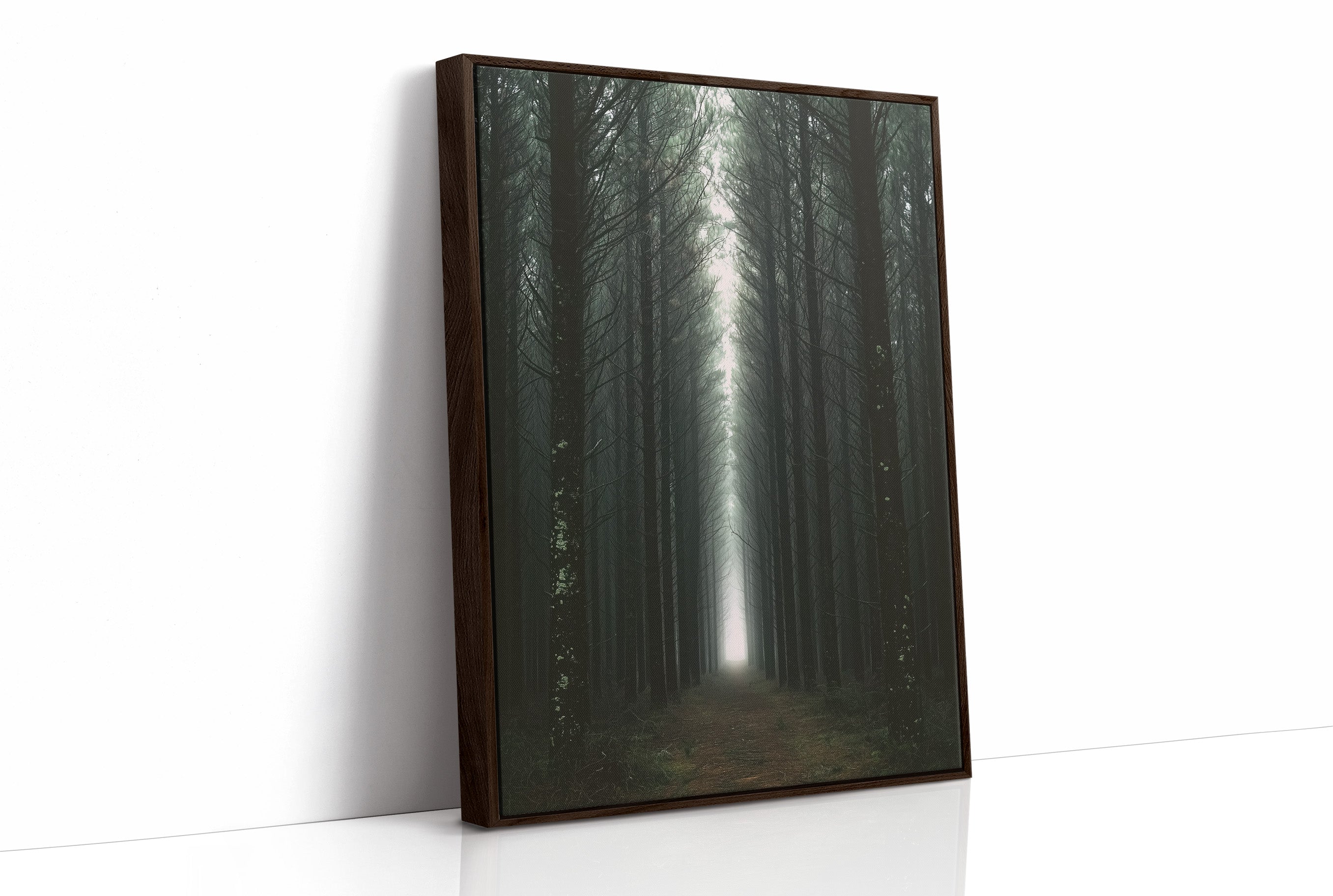 Endless Pine Corridor Of Light