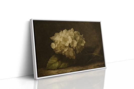 Faded Elegance Hydrangea
